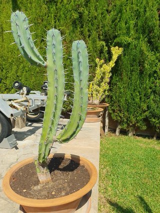 Lote de plantas en macetas