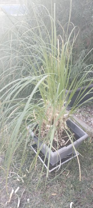 Plumero de la pampa