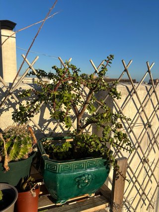Árbol de Jade tipo Bonsái