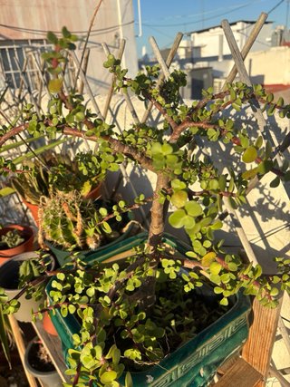 Árbol de Jade tipo Bonsái