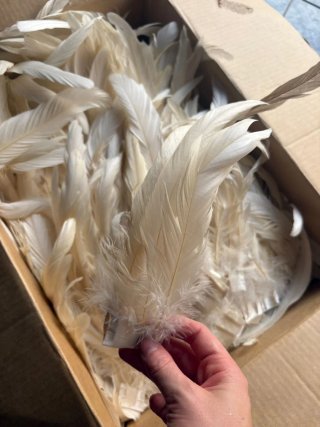 Plumas de gallo naturales color crema