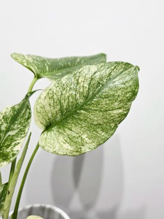 Monstera Deliciosa Mint
