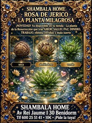 Rosa de Jericó - Planta Milagrosa