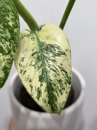 Monstera Deliciosa Mint