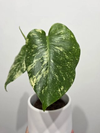 Monstera Deliciosa Mint