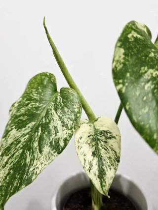 Monstera Deliciosa Mint