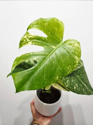 Monstera Deliciosa Mint