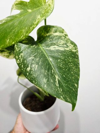 Monstera Deliciosa Mint
