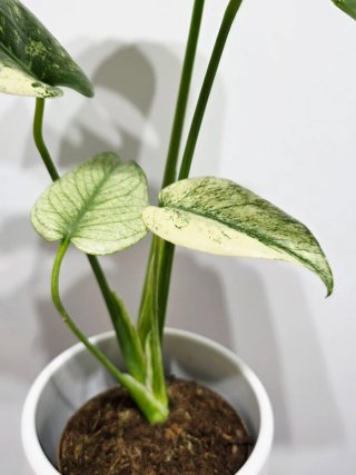 Monstera Deliciosa Mint