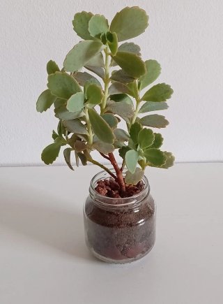 Planta Kalanchoe estilo bonsái (bote cristal)