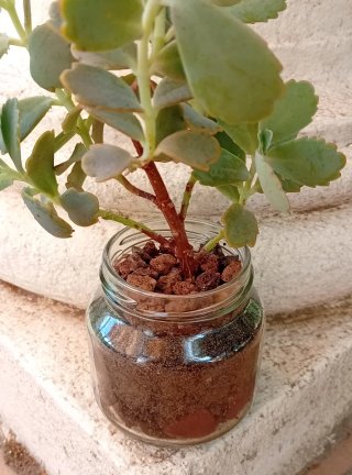 Planta Kalanchoe estilo bonsái (bote cristal)