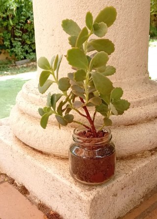 Planta Kalanchoe estilo bonsái (bote cristal)