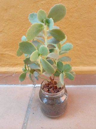 Planta Kalanchoe estilo bonsái (bote cristal)