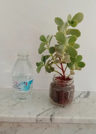 Planta Kalanchoe estilo bonsái (bote cristal)