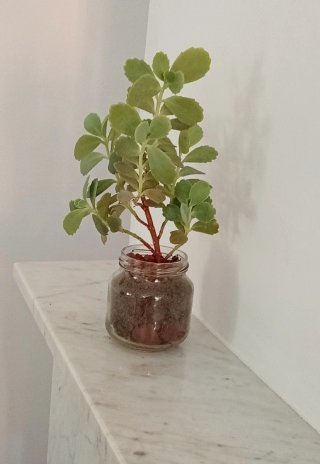 Planta Kalanchoe estilo bonsái (bote cristal)