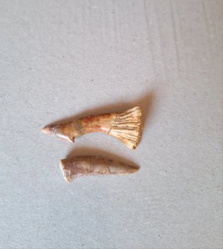 Fósiles Onchopristis y Enchodus
