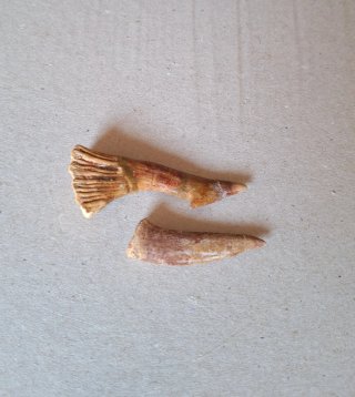 Fósiles Onchopristis y Enchodus