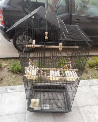 Jaula Loro Periquito Agapornis Negra