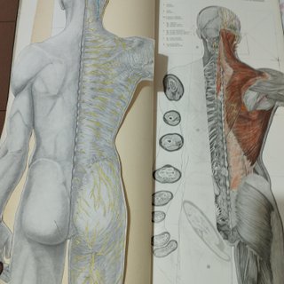 Belorcio Anatomía Facultad de Medicina Málaga
