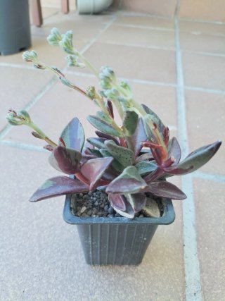 Lenophyllum guttatum variegada