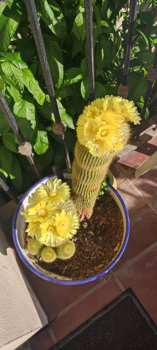 Cactus con flores amarillas en maceta