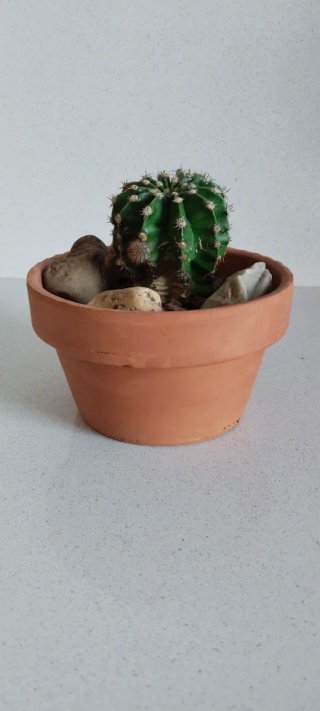 Cactus Echinopsis Oxygona Cuenco Barro