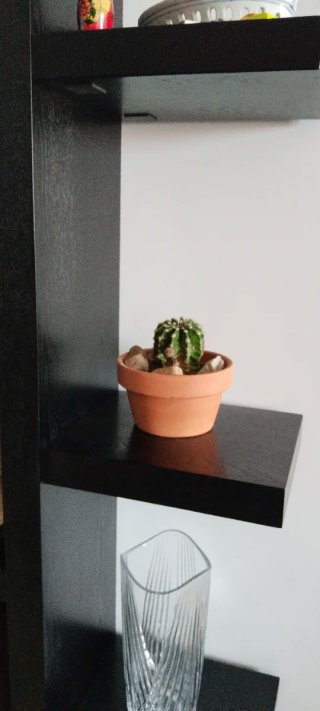 Cactus Echinopsis Oxygona Cuenco Barro