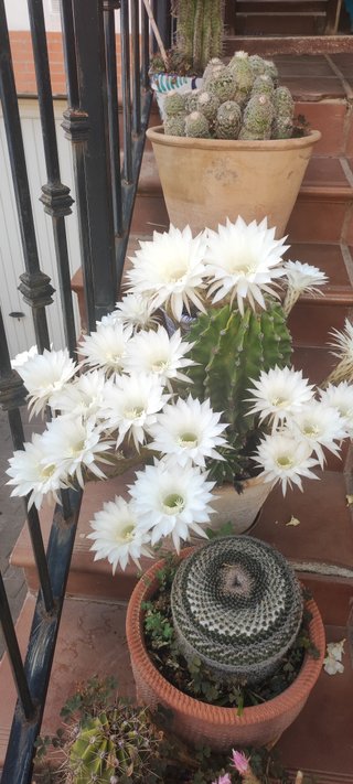 Cactus en maceta cerámica 15L