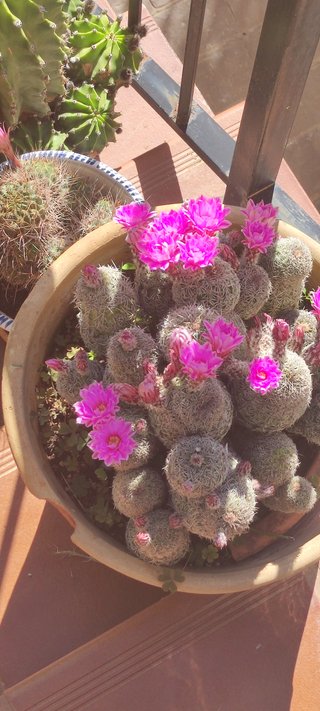 Cactus en maceta cerámica 45L