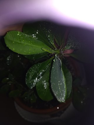 Planta en maceta de hilo