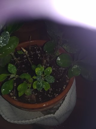 Planta en maceta de hilo