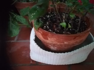 Planta en maceta de hilo