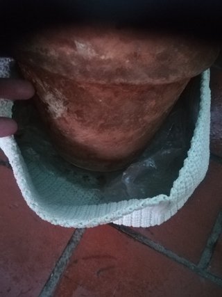 Planta en maceta de hilo