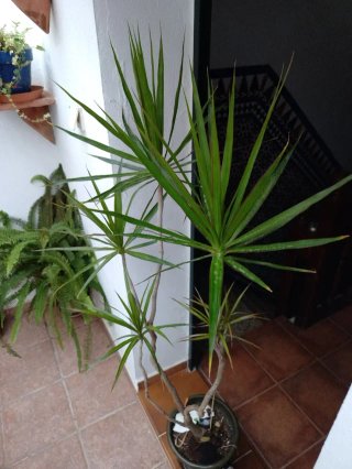 Drácena Planta Interior/Exterior