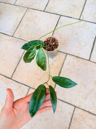 Hoya Kaimuki