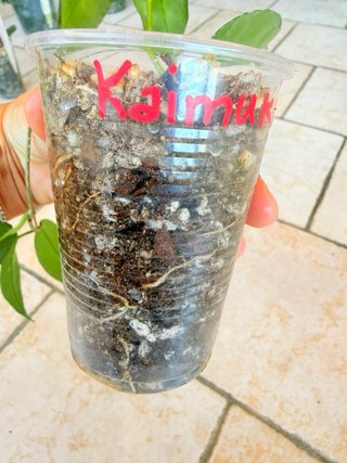 Hoya Kaimuki