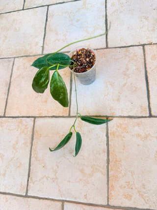 Hoya Kaimuki