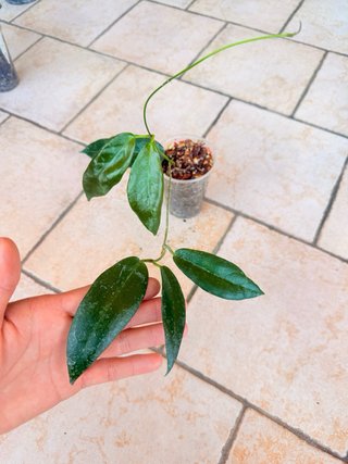 Hoya Kaimuki