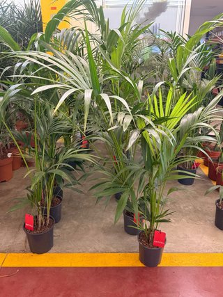Kentia - Planta de interior y exterior  Mide 1,60