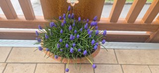 10 Bulbi Muscari Blu