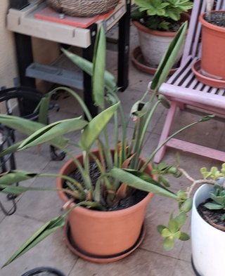 Planta Strelitzia Reginae