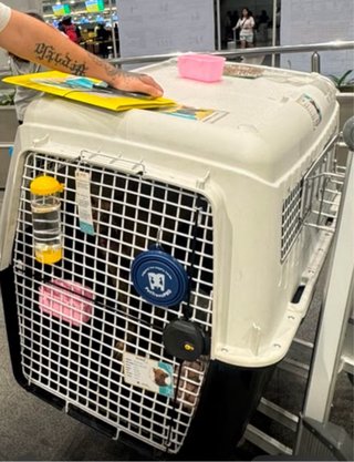 Transportín IATA Ferplast XXL 80