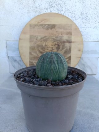 Euphorbia obesa