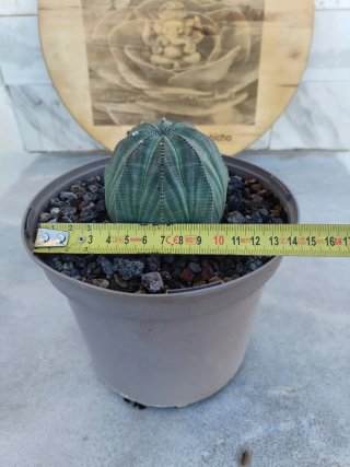 Euphorbia obesa