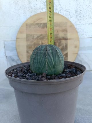 Euphorbia obesa