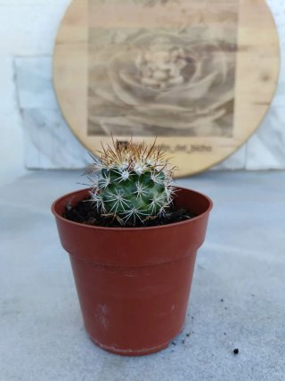 Mammillaria microhelia