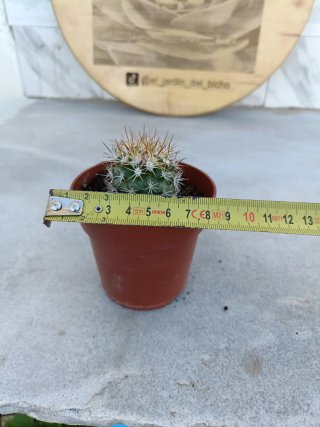 Mammillaria microhelia