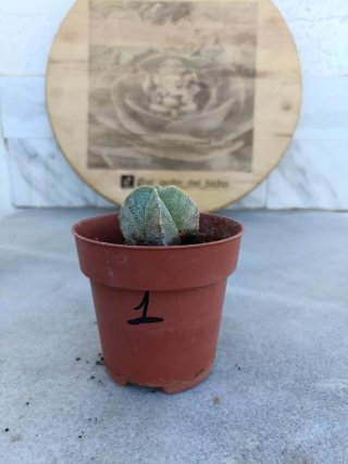 Astrophytum myriostigma #1