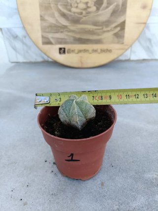 Astrophytum myriostigma #1