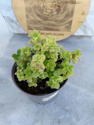 Plectranthus caninus